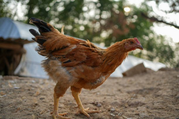 The chickens are walking
