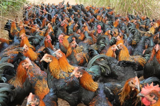 a family bred rooster